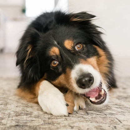 Dog enjoying a Medium size Whimzees antler dental chew during daily oral care routine