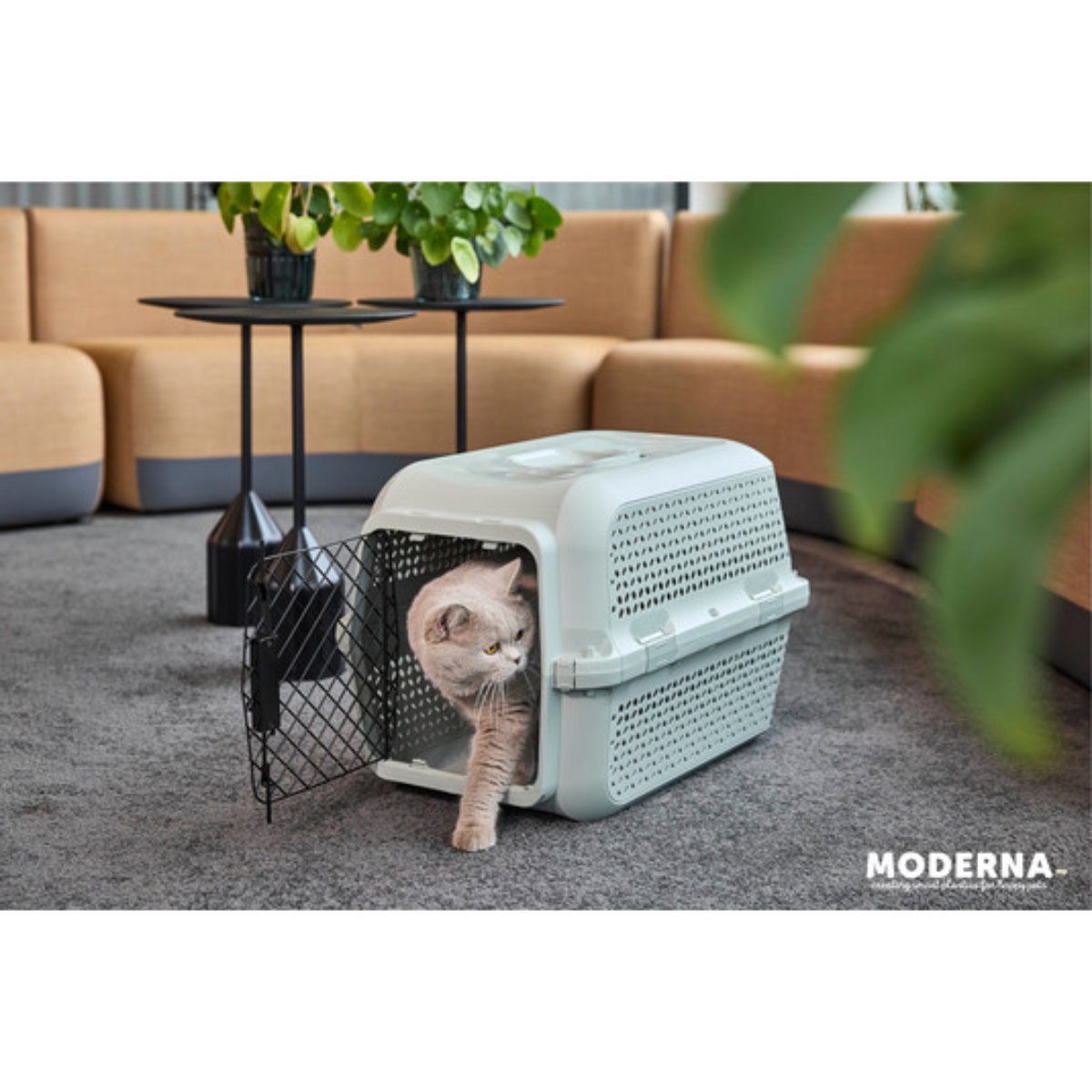 Cat exiting Olive Green Moderna Ventura medium pet carrier