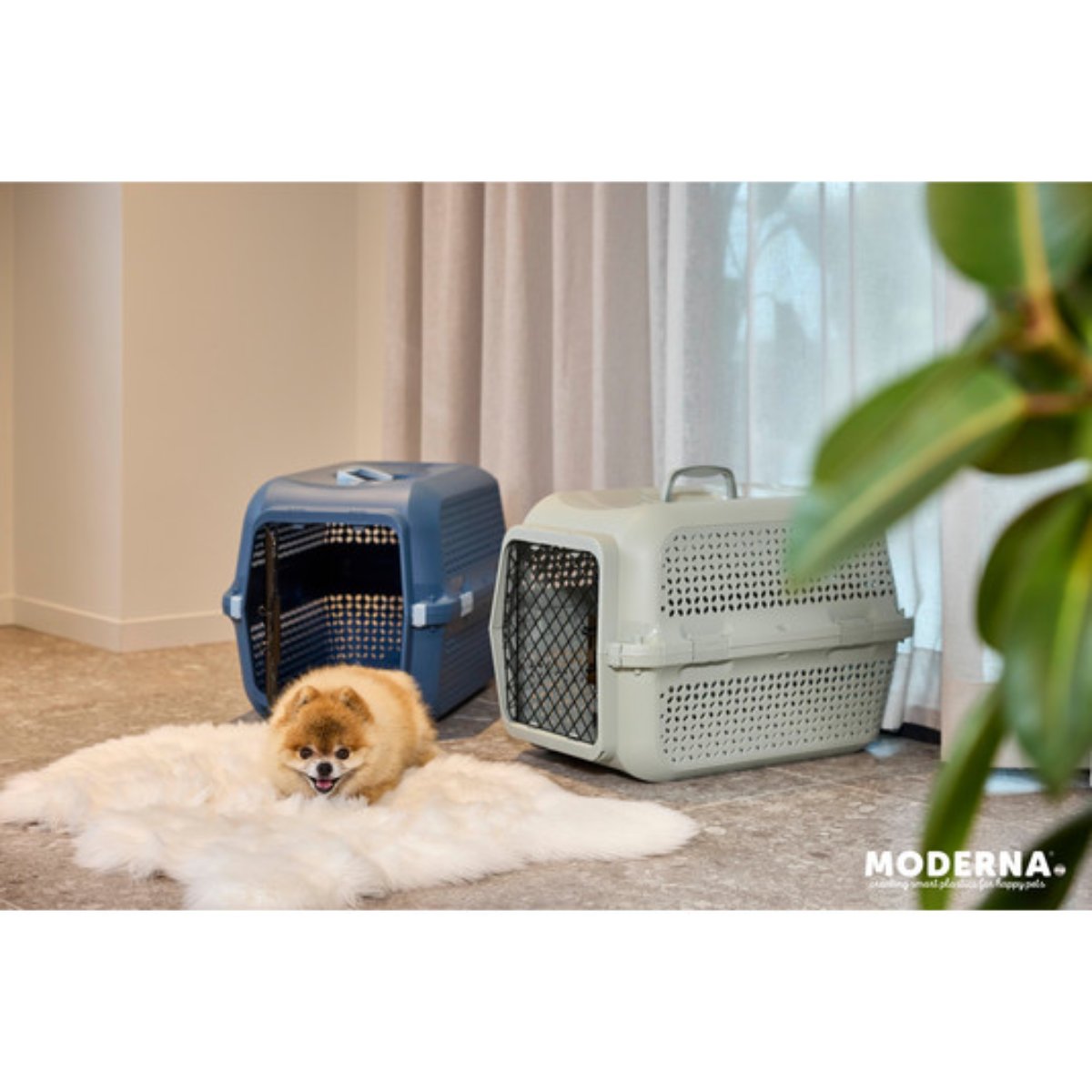 Small dog beside Moderna Ventura pet carriers in Olive Green and Copen Blue