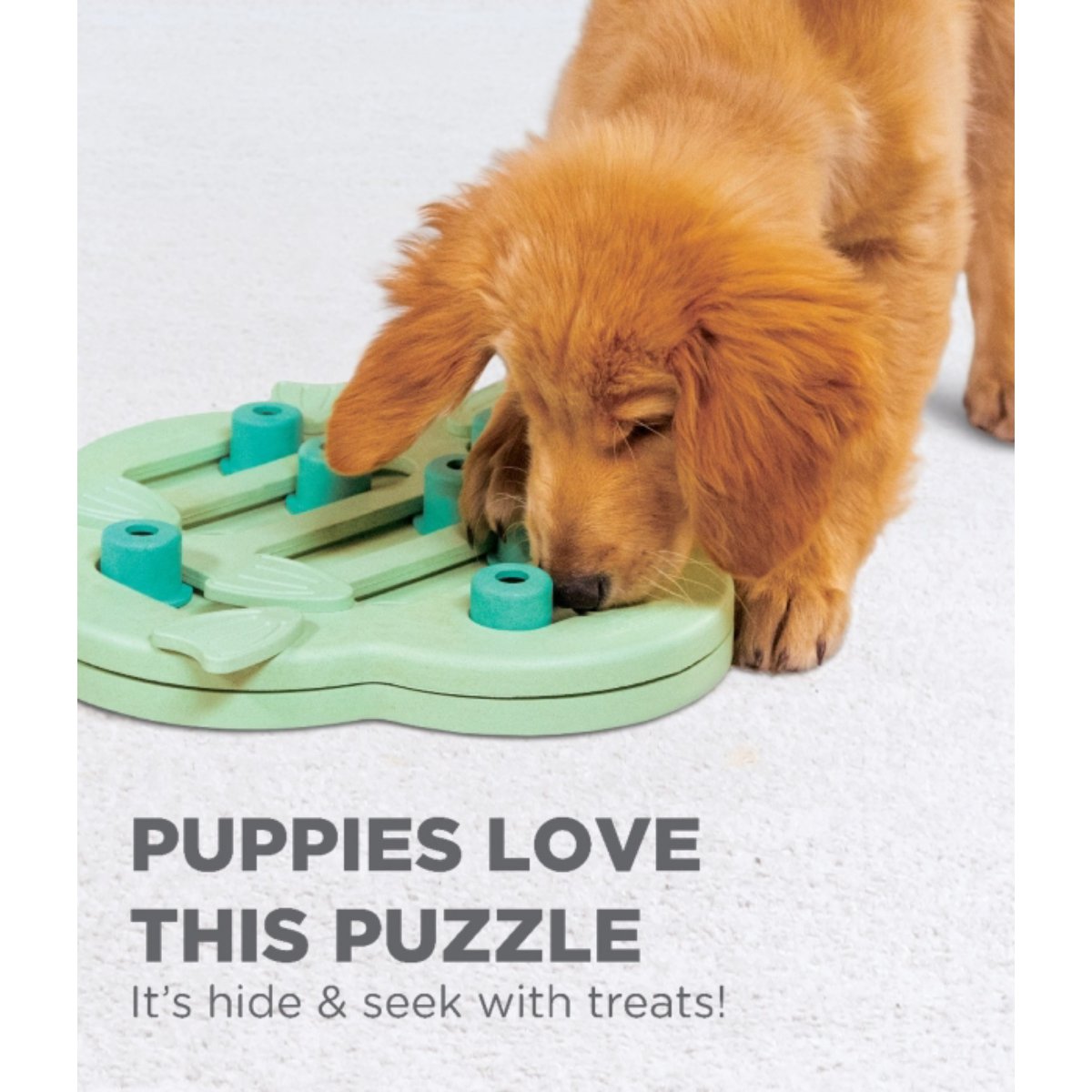 Puppy searching for treats in the green Nina Ottosson Puppy Hide N' Slide puzzle