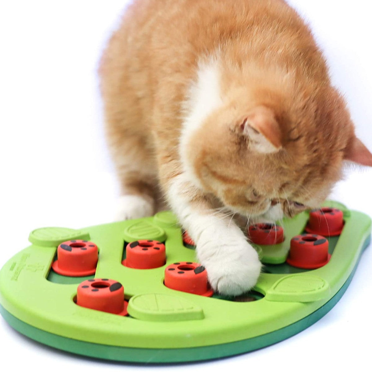 Cat playing with Nina Ottosson Buggin Out Puzzle and Play to uncover hidden treats