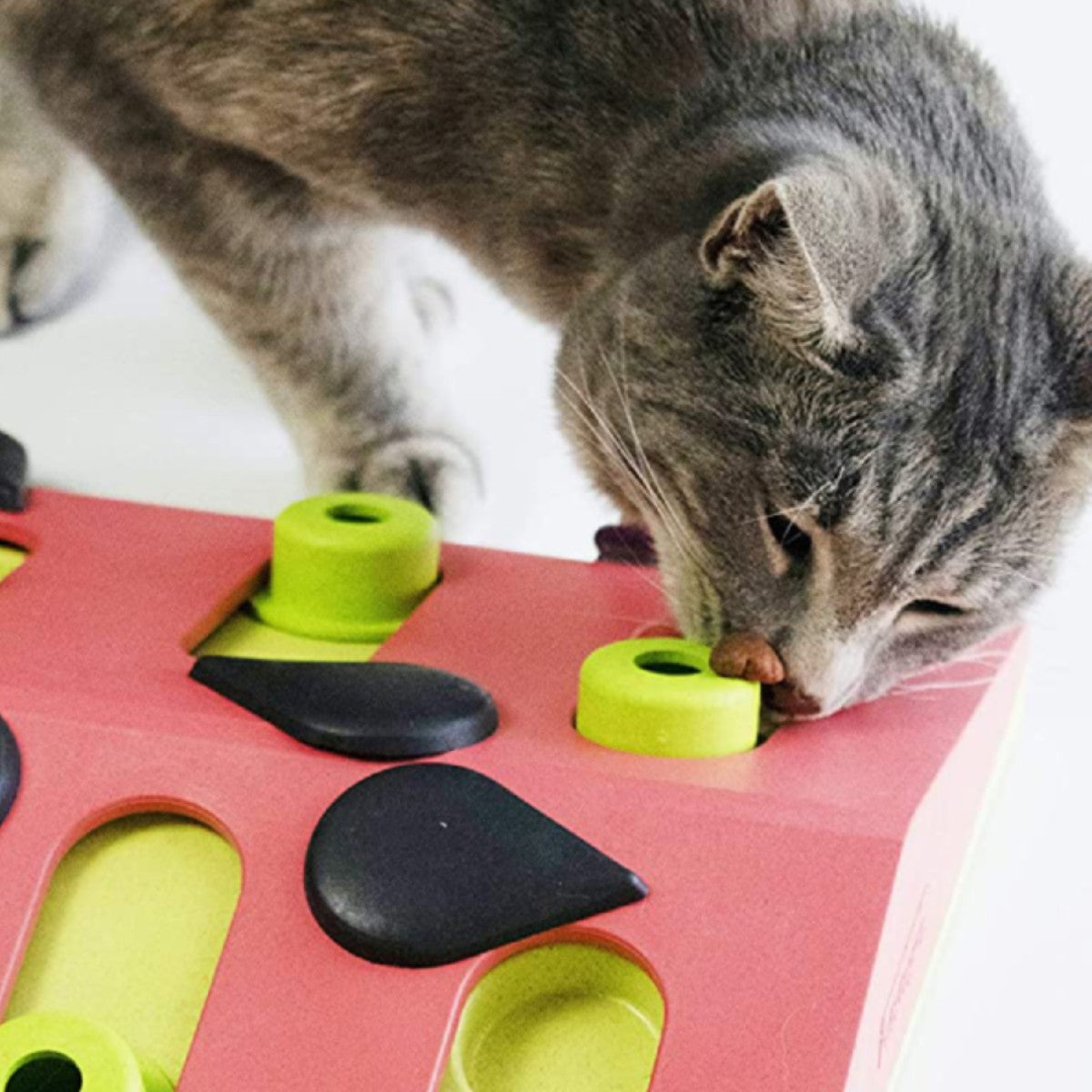 Cat playing with Nina Ottosson Melon Madness puzzle and moving treat peg