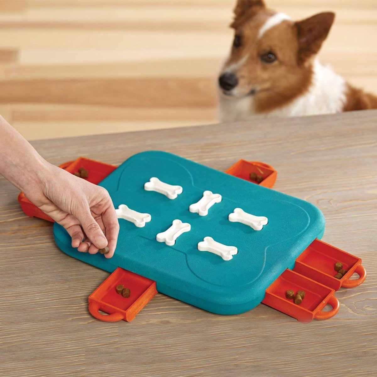 Dog Casino puzzle game being loaded with treats while dog watches, drawers open for training