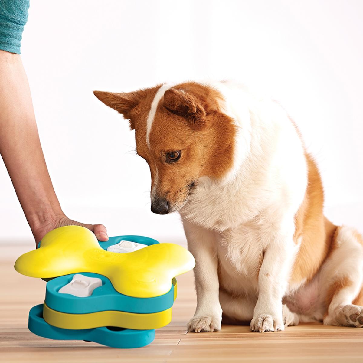 Owner showing dog how to use Nina Ottosson Dog Tornado treat puzzle