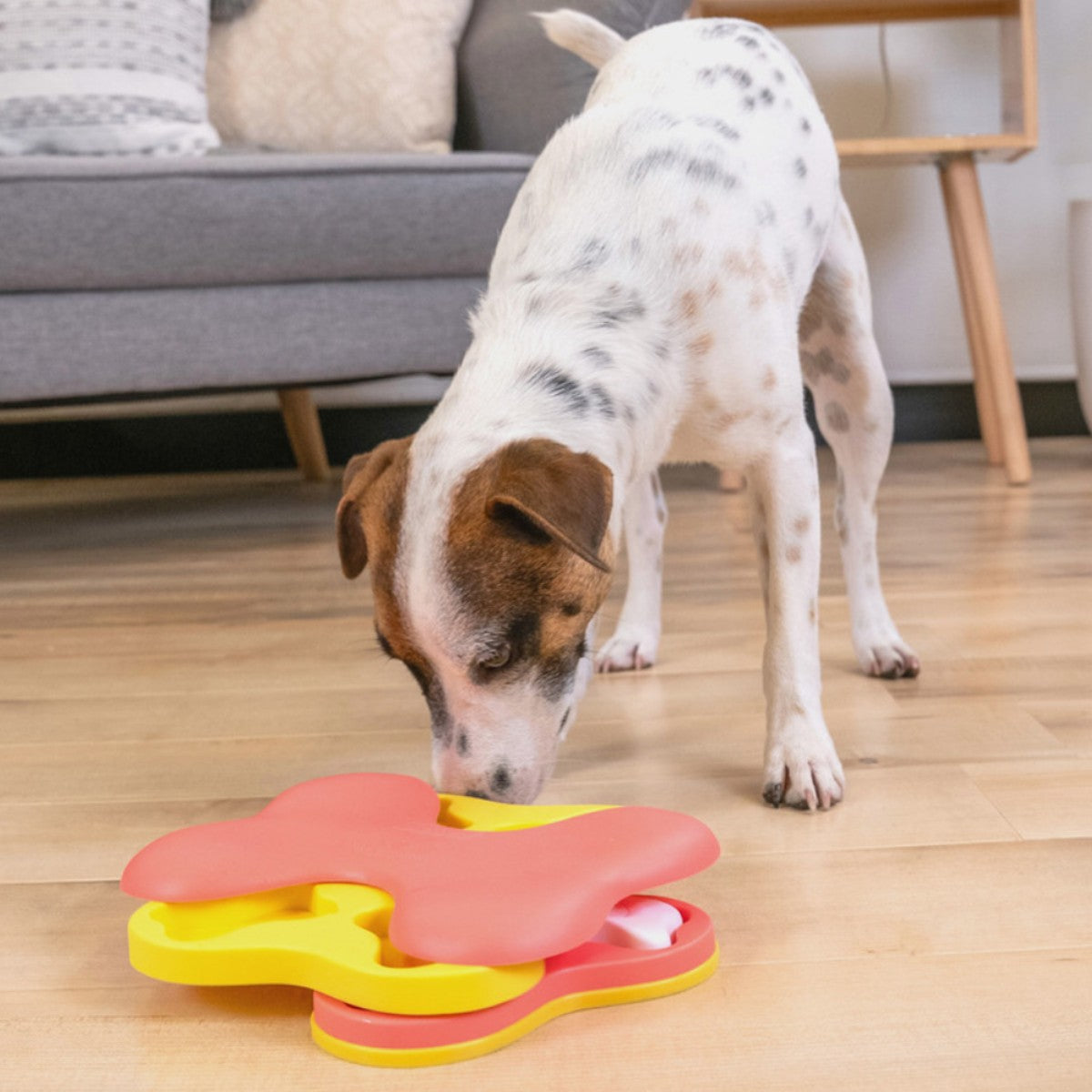 Dog using Nina Ottosson Dog Tornado Small puzzle feeder for boredom busting and interactive treat play