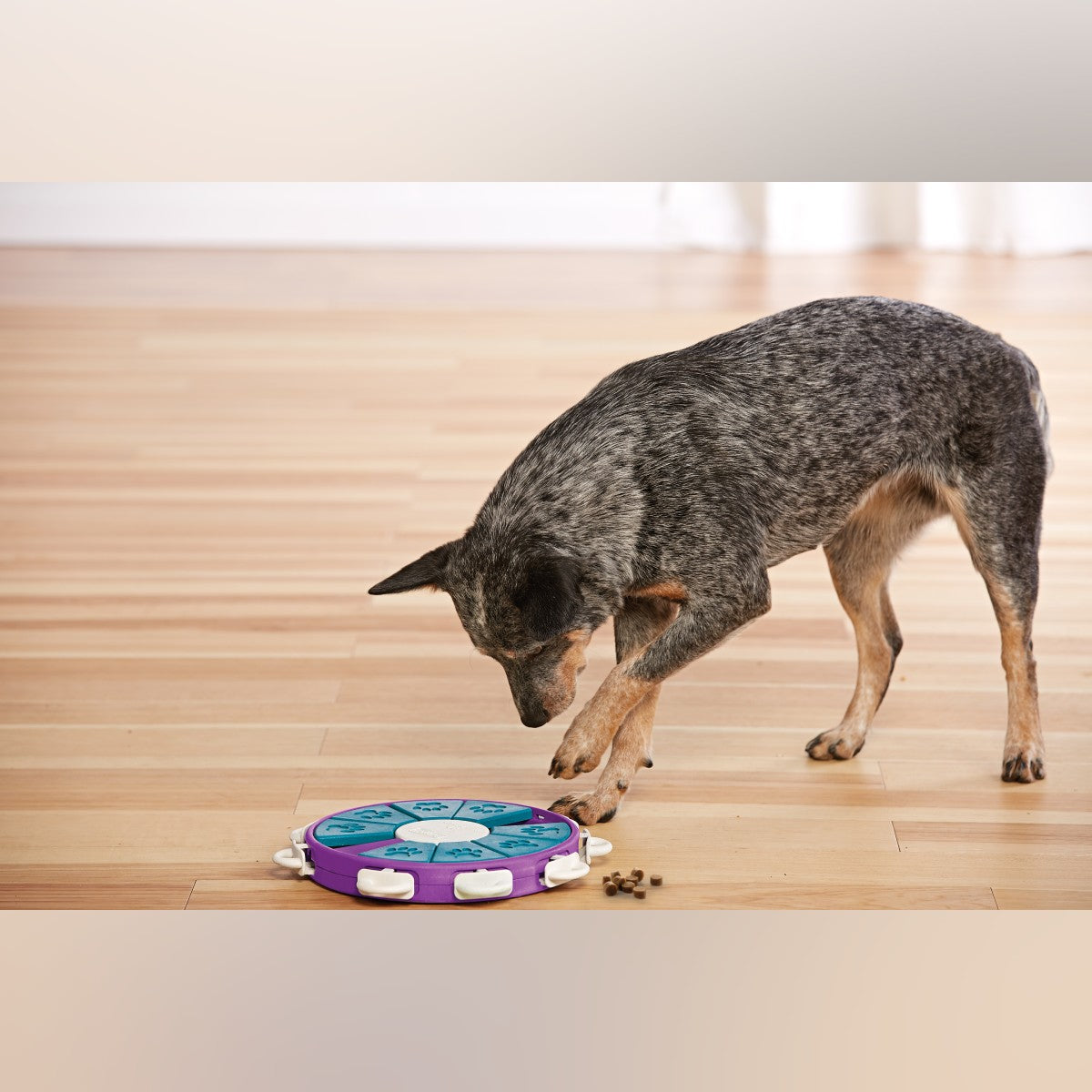 Dog playing with Nina Ottosson Dog Twister Level 3 puzzle toy to find hidden treats