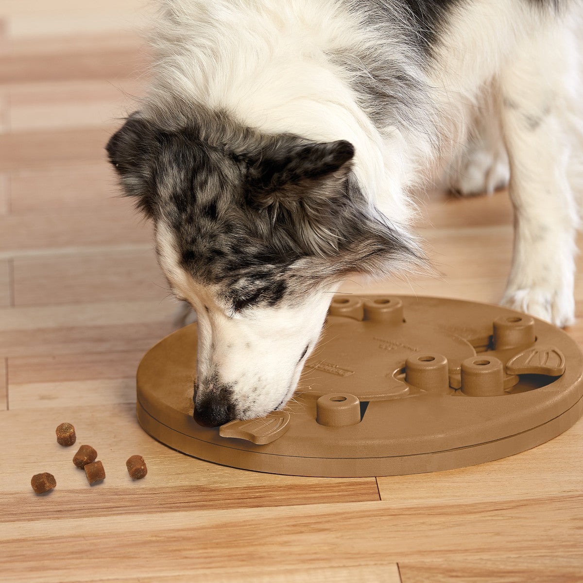 Dog playing with Nina Ottosson Dog Worker Composite Level 3 treat puzzle for mental stimulation
