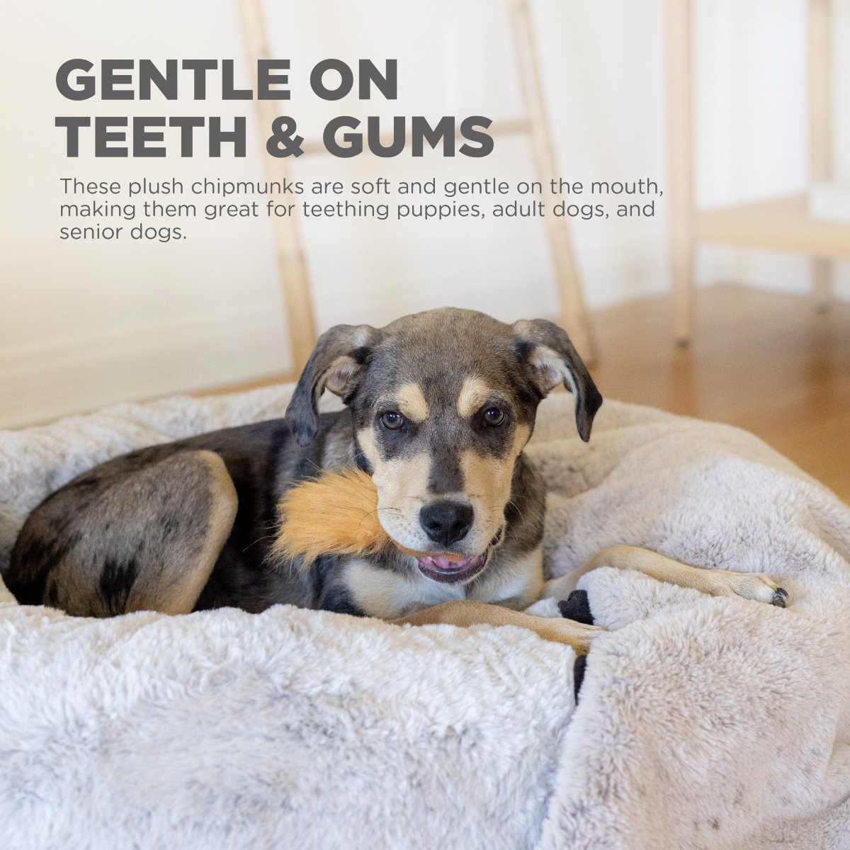 Soft plush chipmunk replacement toy gentle on dog teeth and gums for puppies adult dogs and senior dogs