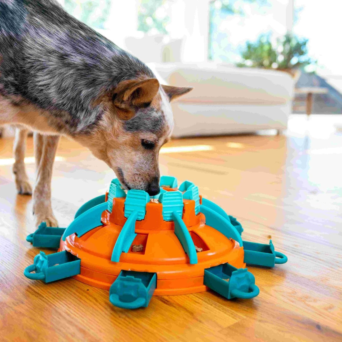 Dog using Nina Ottosson Tower of Treats puzzle for treat-seeking mental stimulation