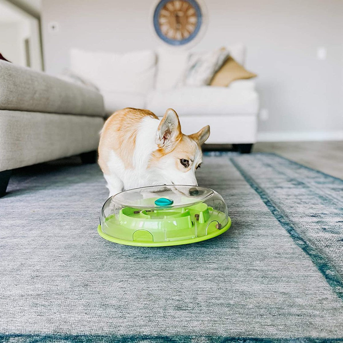 Dog using Nina Ottosson Wobble Bowl to get kibble for mental enrichment