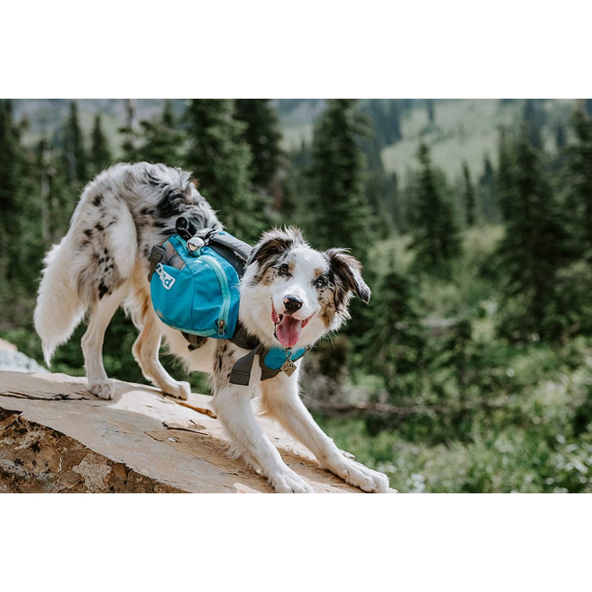 Dog wearing the blue Outward Hound DayPak Saddleback Dog Backpack while hiking on a trail