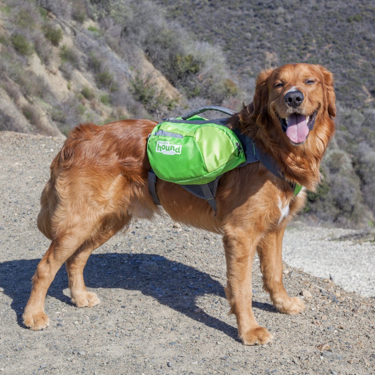 Dog wearing Outward Hound DayPak Green saddleback backpack during an outdoor hiking adventure