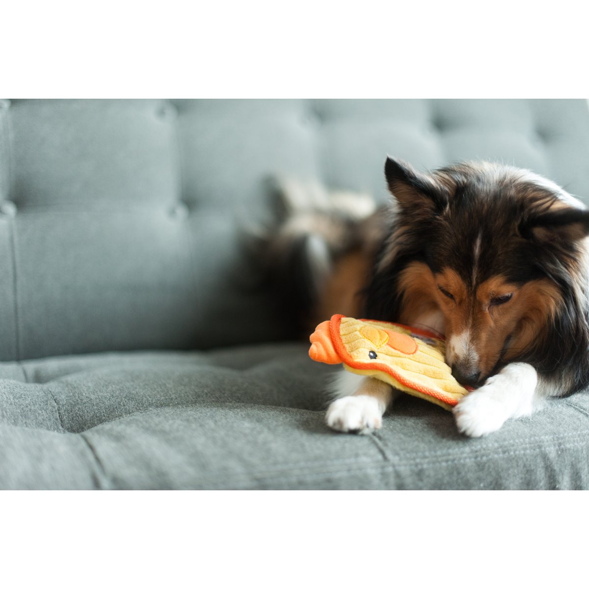 Dog cuddling Outward Hound Durablez Mini Chicken plush squeaky dog toy on sofa