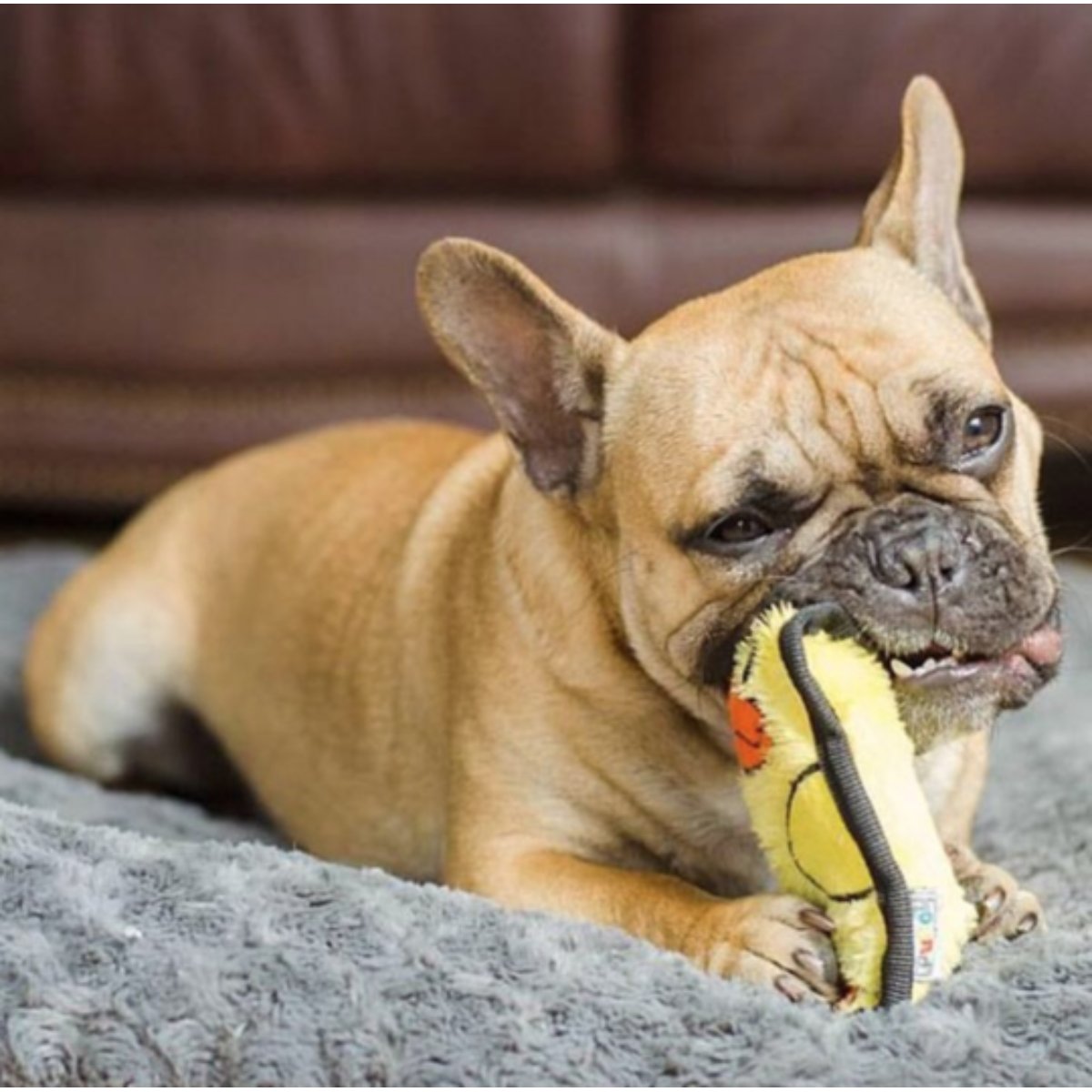 French Bulldog playing with Outward Hound Durablez Mini Duck squeaky plush toy