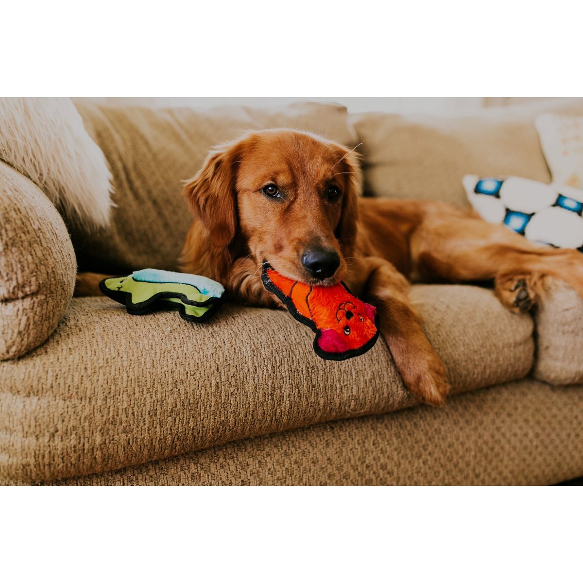 Dog resting on a sofa with plush dog toys including the Outward Hound Durablez Mini Hedgehog
