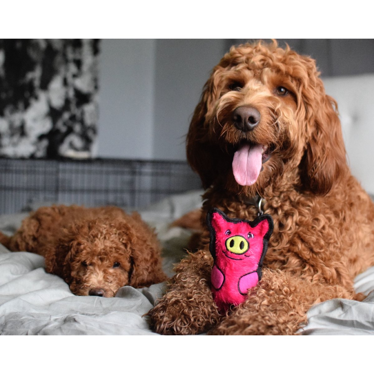 Dogs relaxing with the Outward Hound Durablez Mini Pig pink plush squeaky dog toy