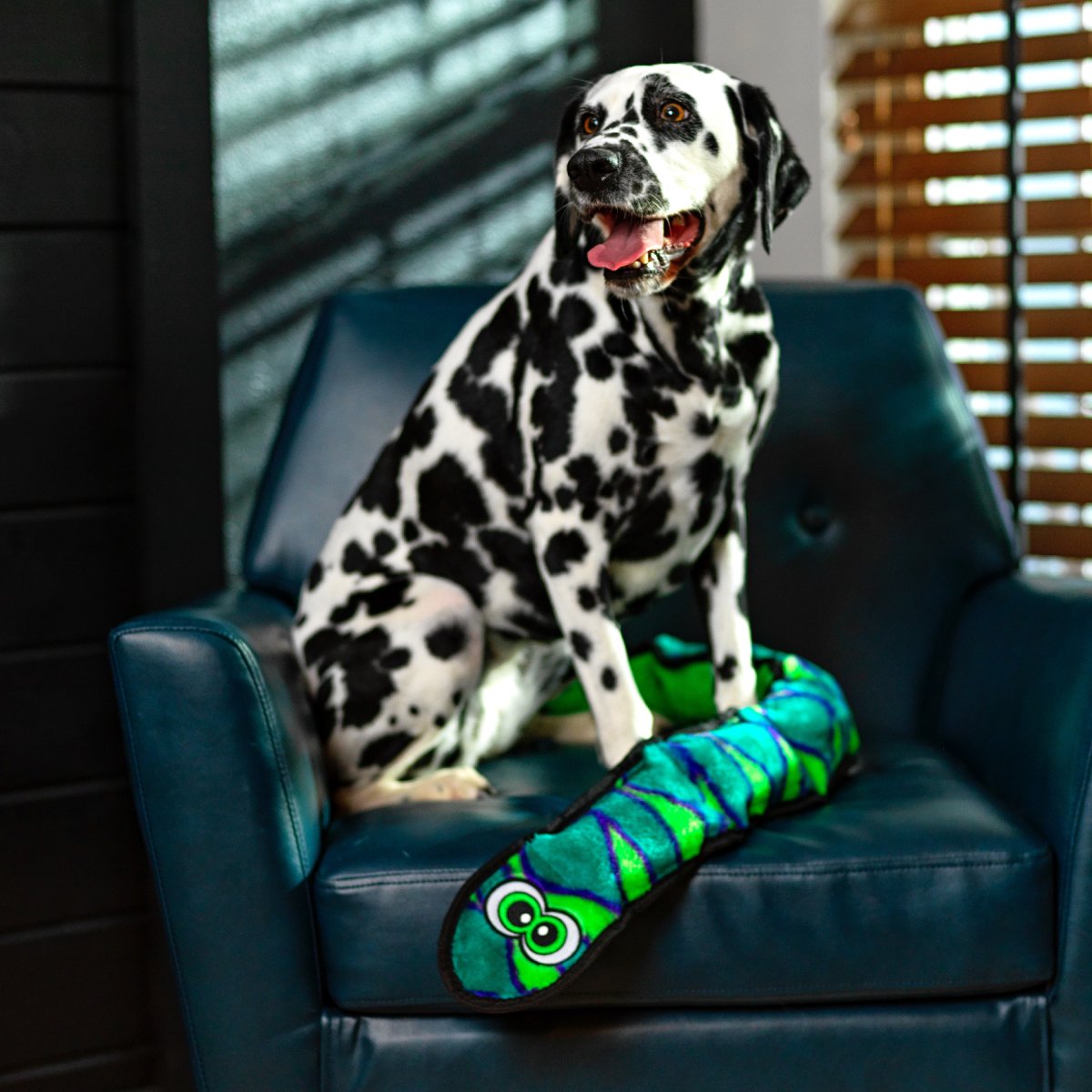 Dalmatian with Outward Hound Durablez Snake X Large Blue plush dog toy on a chair