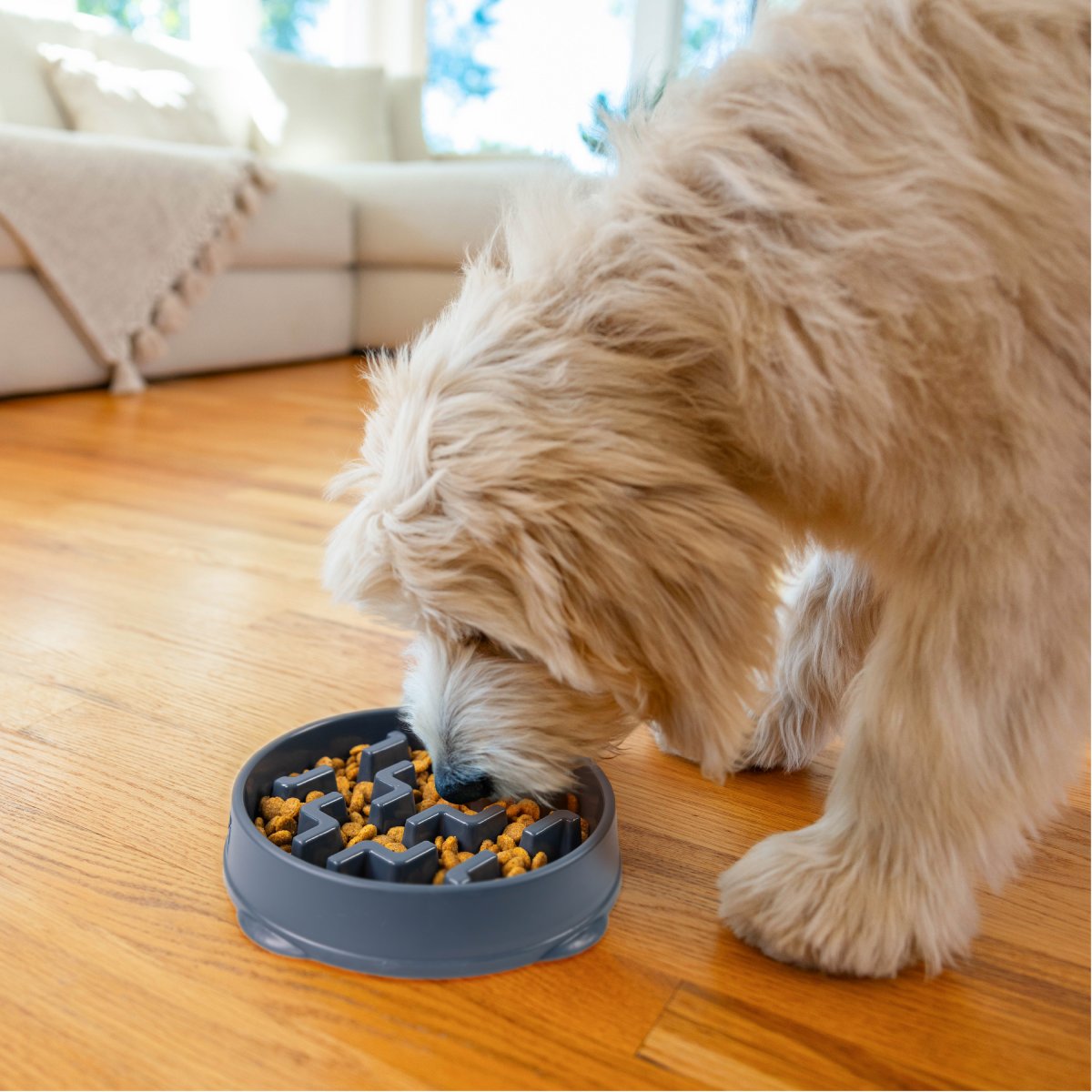 Dog eating dry food from Outward Hound Fun Feeder Notch Carbon slow feeder bowl