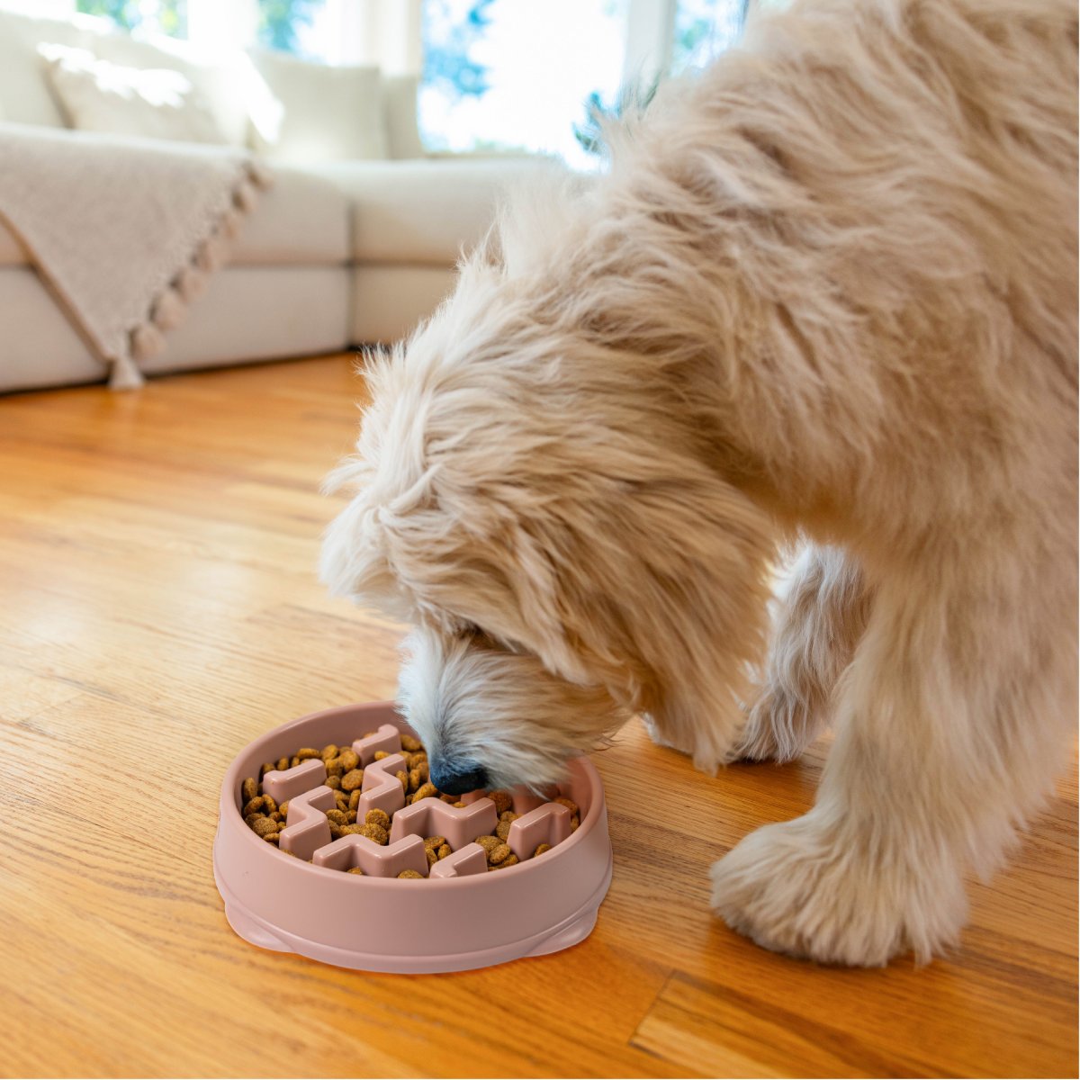 Dog eating from Outward Hound Fun Feeder Notch DRS Medium slow feeder bowl