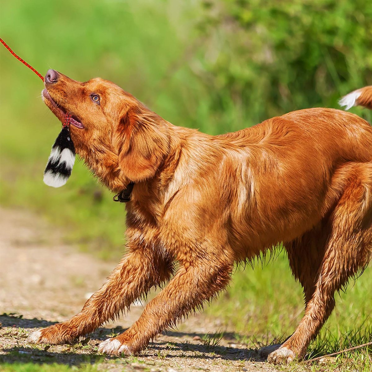 Dog chasing the Outward Hound Tail Teaser faux-fur lure during outdoor play