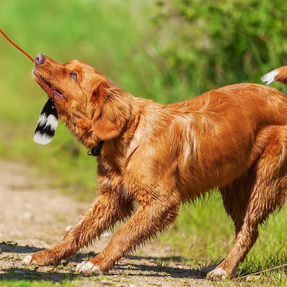 Dog chasing the Outward Hound Tail Teaser faux-fur lure during outdoor play