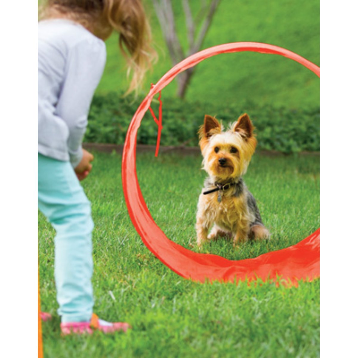 Small dog using the collapsible tunnel from the Outward Hound Zip & Zoom outdoor agility kit
