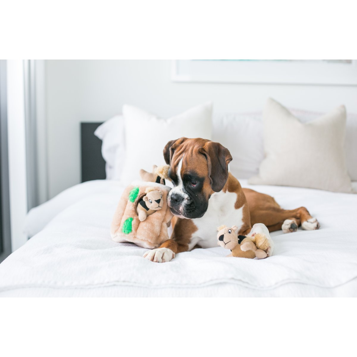 Dog playing with Outward Hound Hide-A-Squirrel plush puzzle toy