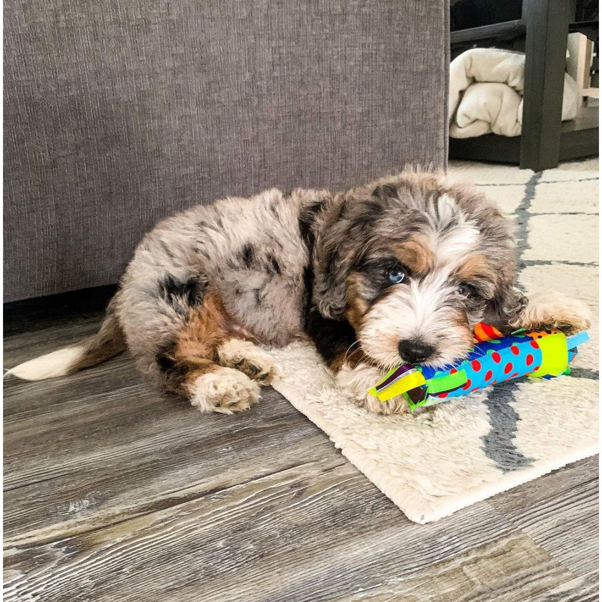 Puppy lying down with the colourful Petstages Cool Teething Stick toy