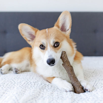 Dog holding a Petstages Dogwood calming hemp chew toy