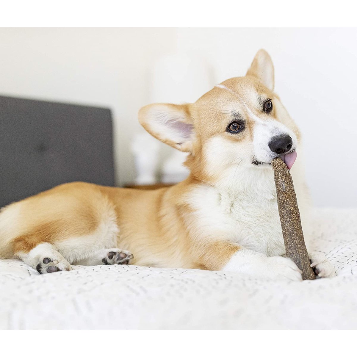 Dog chewing a Petstages Dogwood calming hemp chew toy