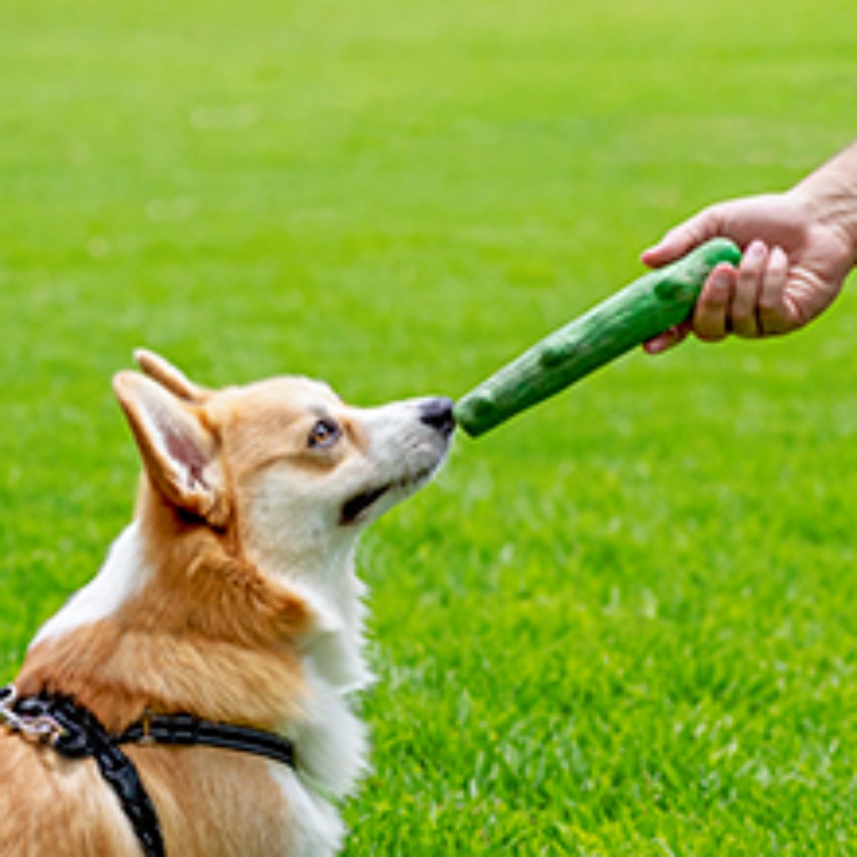 Dog using Petstages Dogwood mint flavour chew toy outdoors