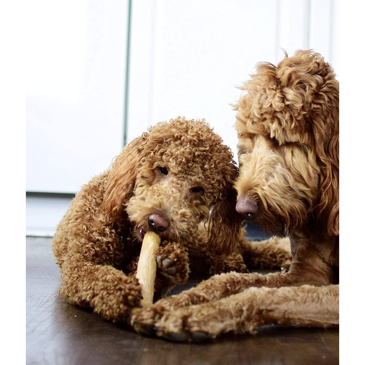 Puppy chewing Petstages Dogwood puppy chew toy
