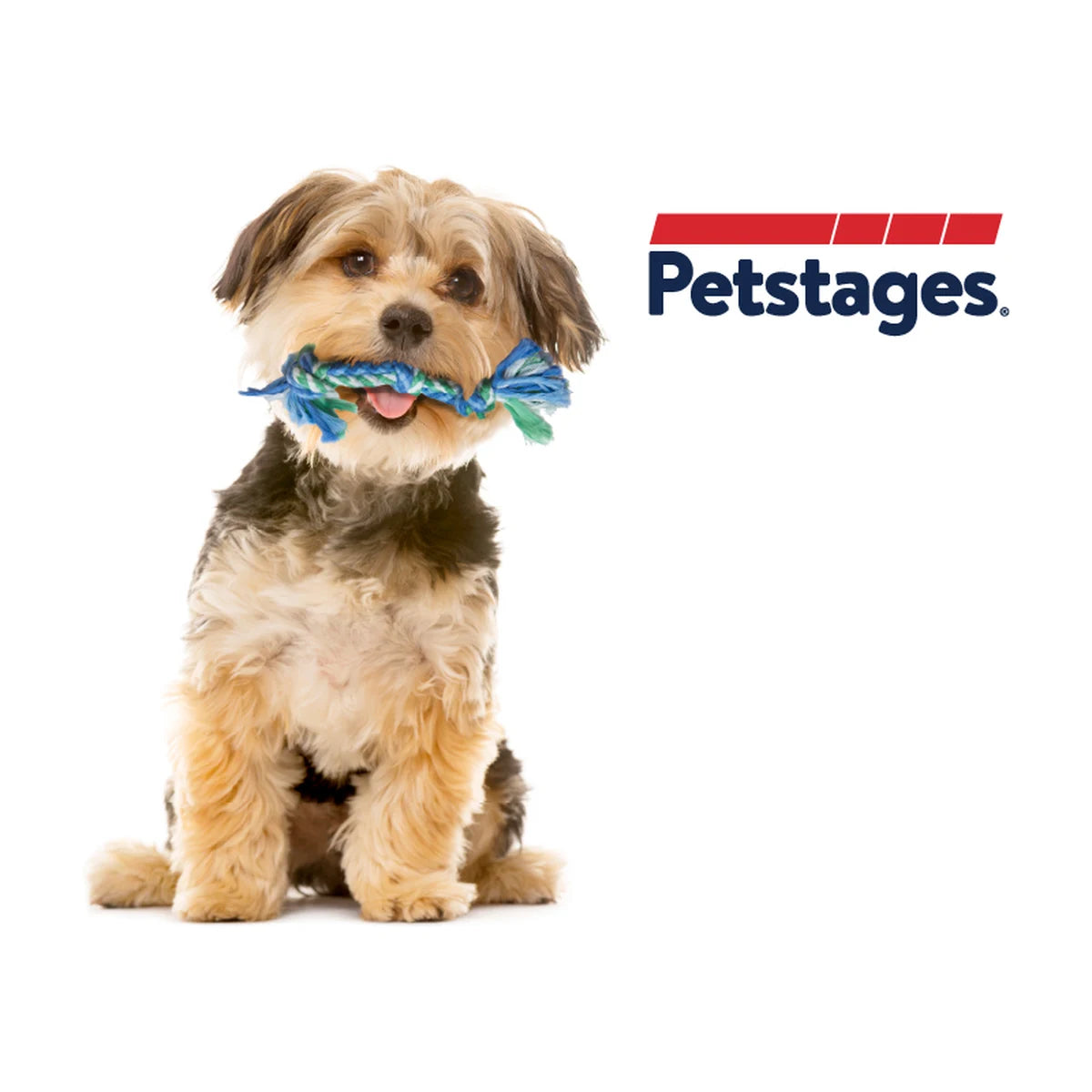 Small dog holding a Petstages Mini Dentachew rope toy