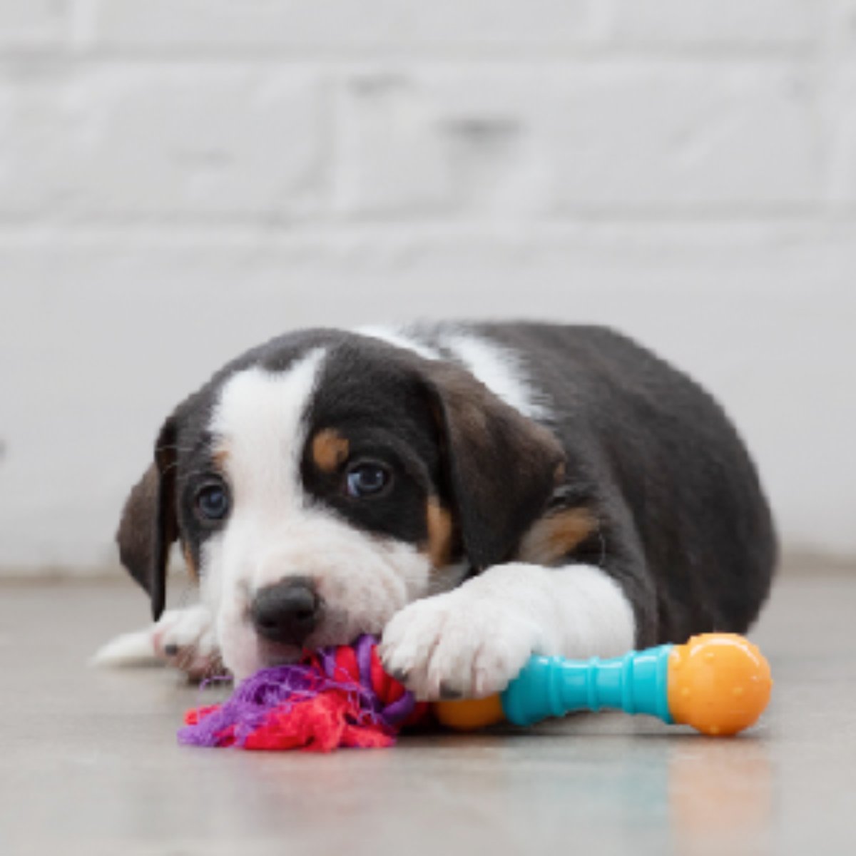 Puppy chewing an orange and blue Petstages Orka Mini Dental chew toy