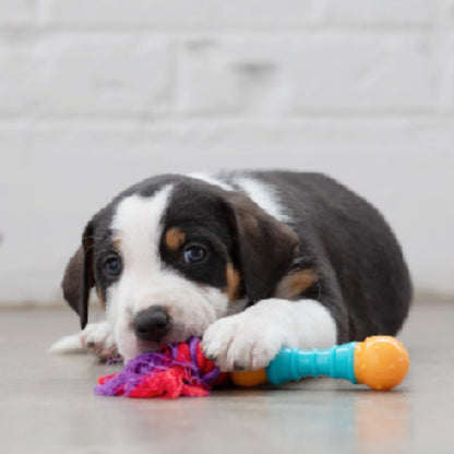 Puppy chewing an orange and blue Petstages Orka Mini Dental chew toy