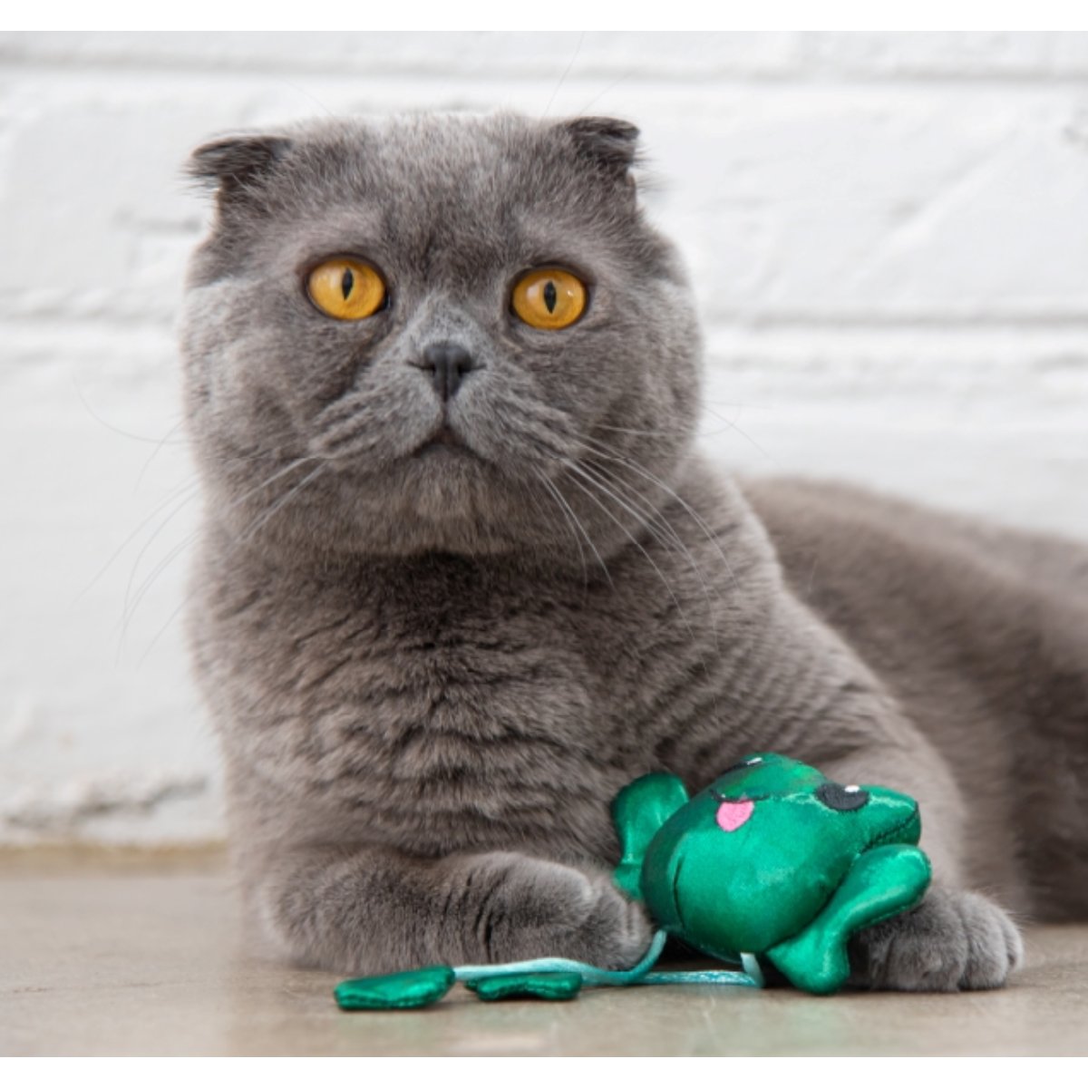 Grey cat playing with Petstages Toss 'n Dangle Frog plush cat toy