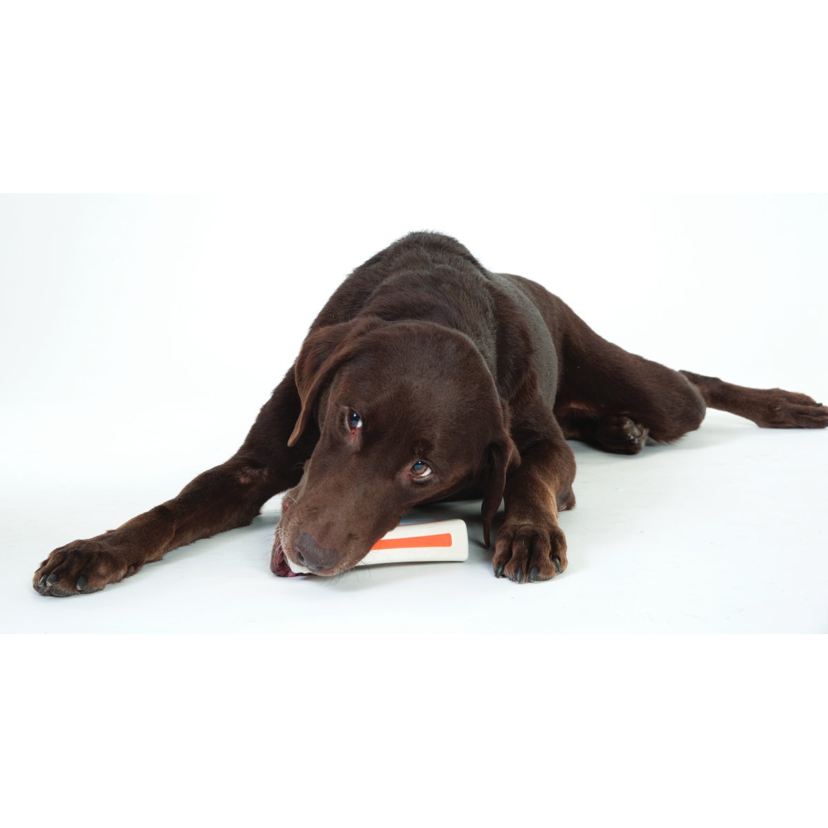 Dog chewing Petstages Beyond Bone synthetic bone toy as a safer alternative to real bones