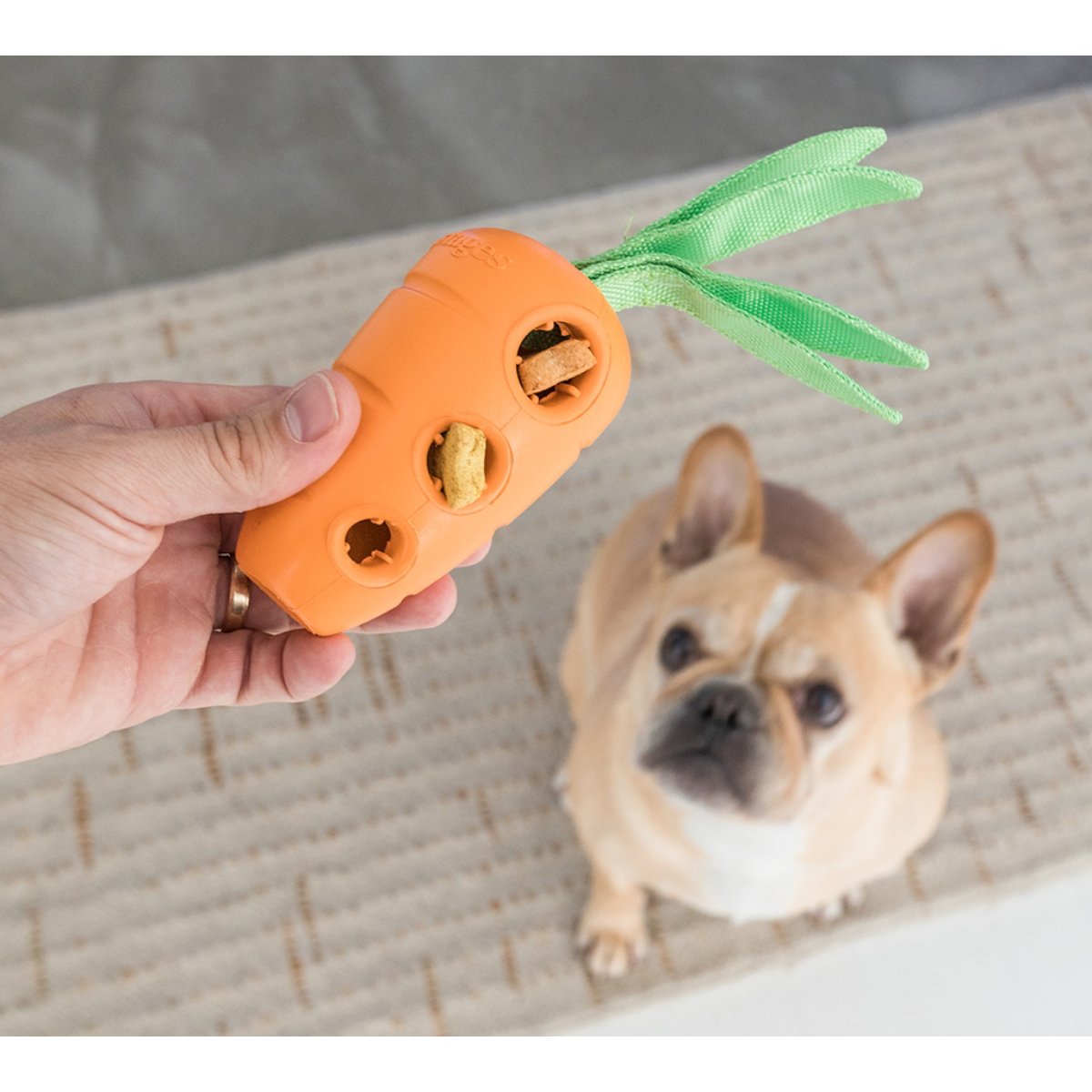 Small dog playing with Petstages Carrot Stuffer rubber treat toy on a rug during supervised enrichment play