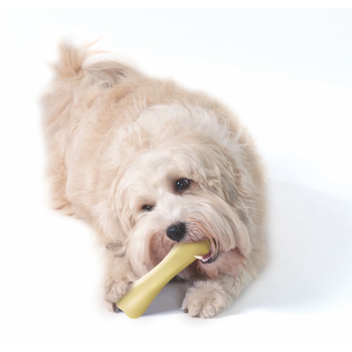 Small dog chewing Petstages Chick-a-Bone dog bone toy designed for carrying and chewing