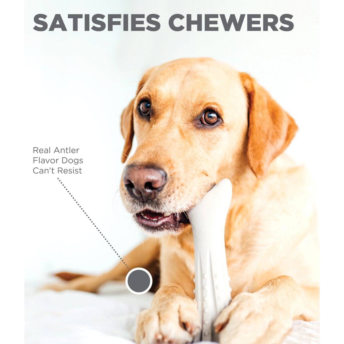 Dog chewing Petstages Deerhorn with feature text about satisfying chewers and real antler flavour