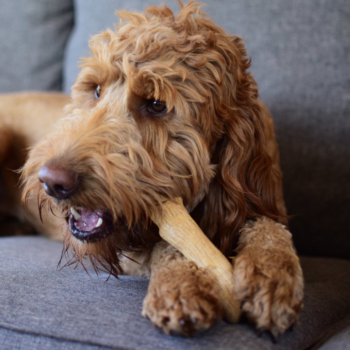 Dog chewing Petstages Dogwood dog chew toy for supervised stick-style chewing play