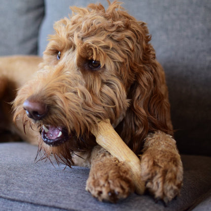 Dog chewing Petstages Dogwood dog chew toy for supervised stick-style chewing play