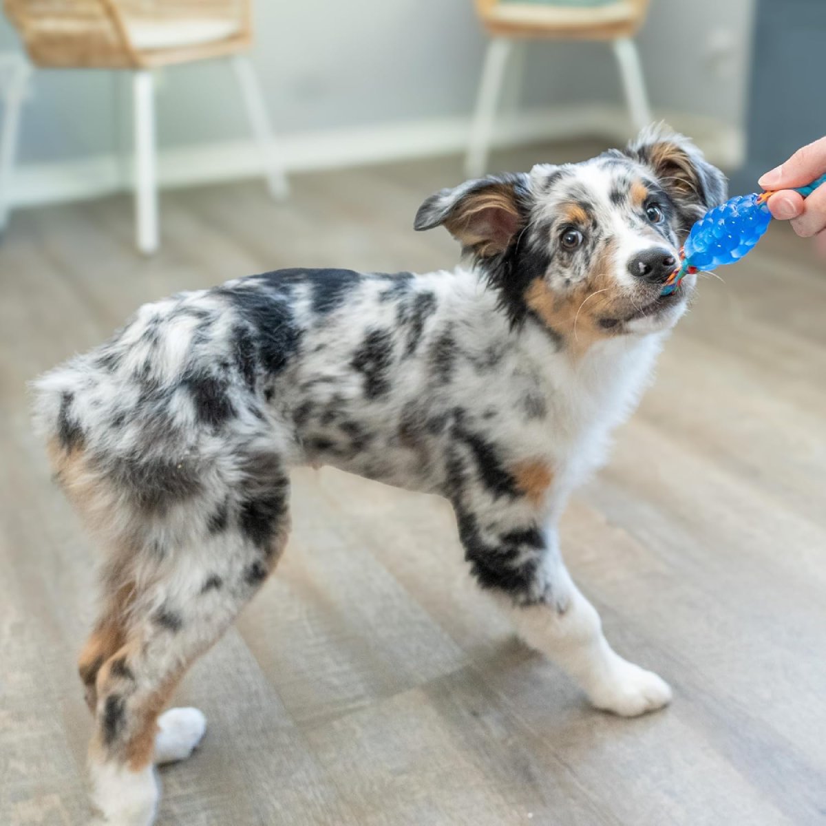 Puppy playing with Petstages Mini ORKA and Friends Fox blue chew toy for small dogs and teething pups