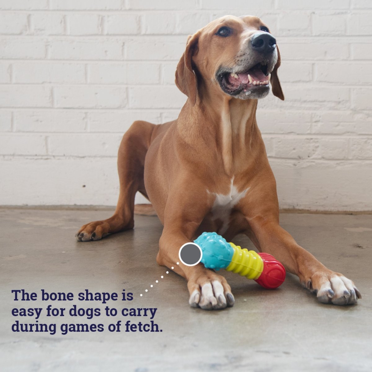 Dog playing with Petstages Multi-Squeak Bone toy for fetch and supervised chew play