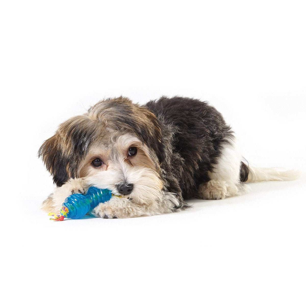 Small dog chewing Petstages ORKA Chew Pair Petite blue rubber chew toy