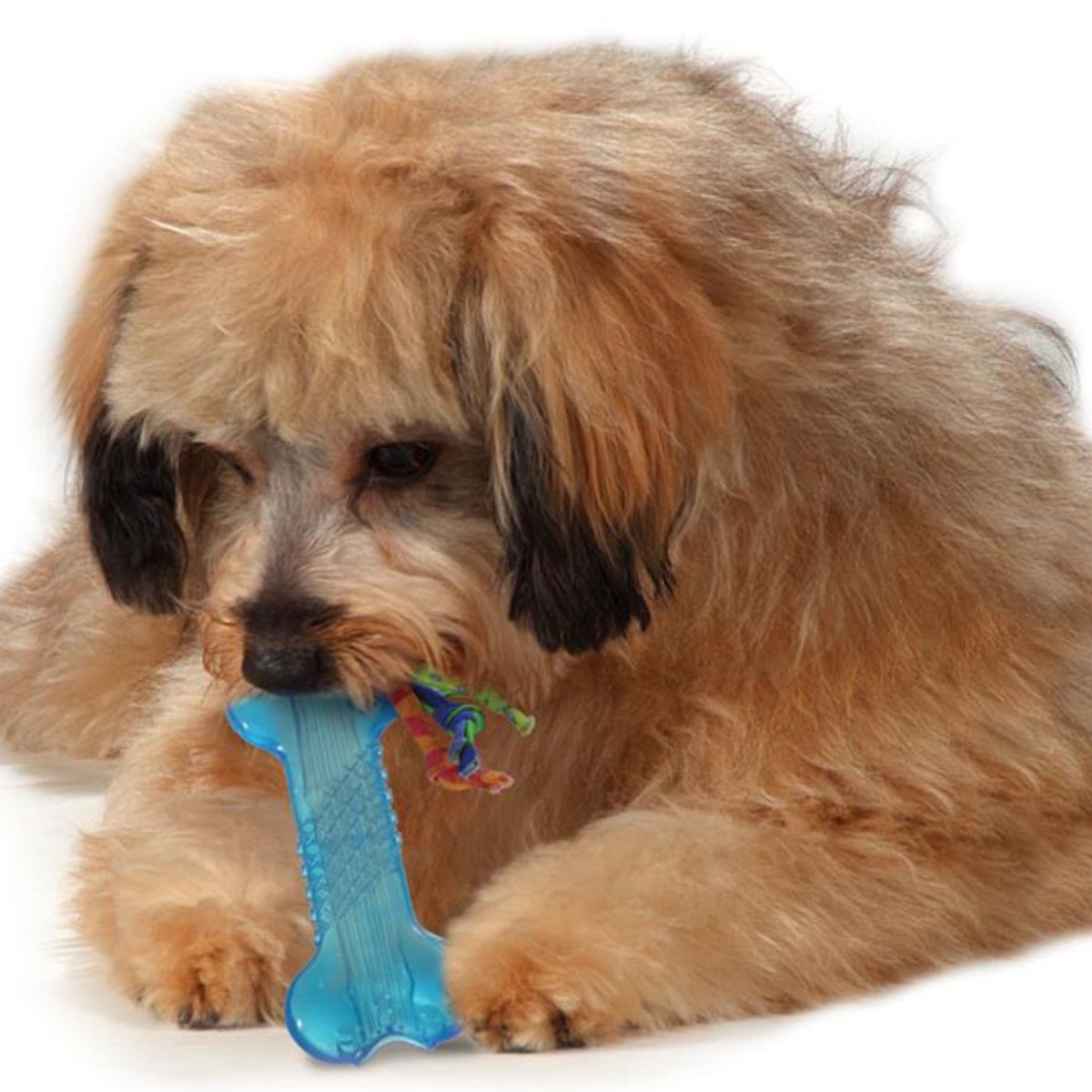 Petstages ORKA Mini Bone blue dog chew toy for puppies and small breed dogs