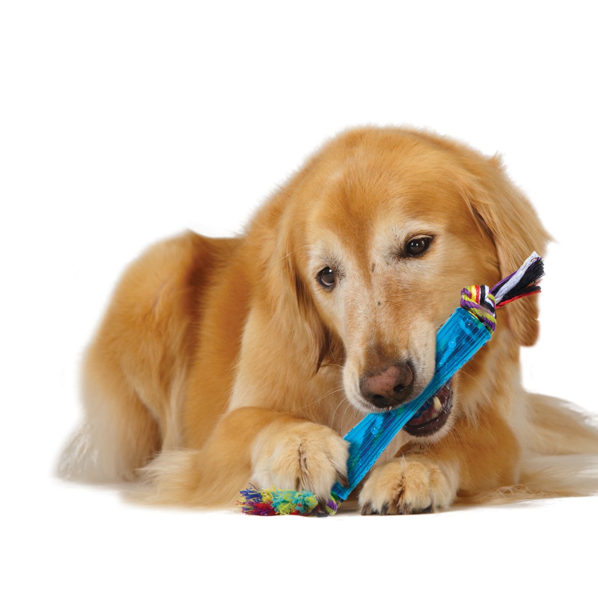 Dog chewing Petstages ORKA Stick royal blue rubber chew toy with rope ends