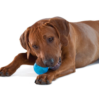 Dog chewing Petstages ORKA Tennis Ball blue rubber toy for fetch chew and treat play