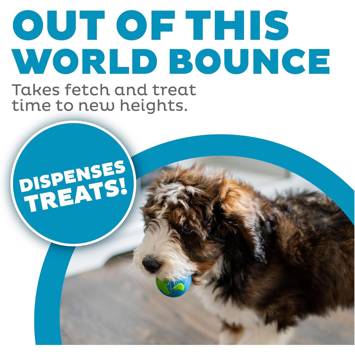 Dog carrying Petstages Planet Dog Orbee Ball Blue Green treat dispensing toy for bouncy fetch and reward play