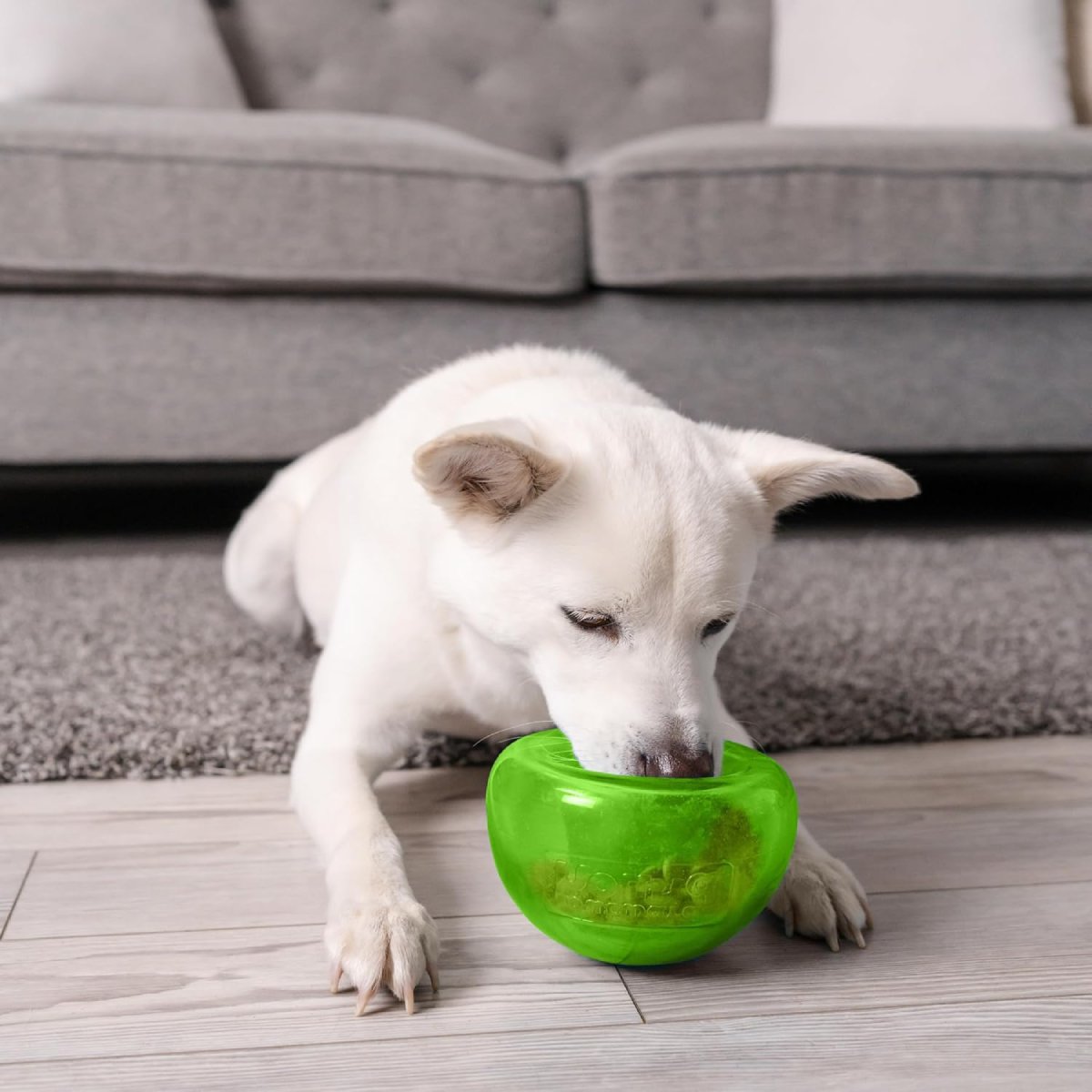 White dog playing with green Petstages Planet Dog Snoop treat dispenser for sniffing pawing and reward play